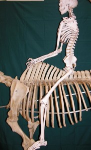 Notice the height and length of the spinous processes. The rider’s pelvis is sitting on the 13 – 14 thoracic vertebrae. Observe how the rider’s leg naturally angles forward to the narrower part of the ribcage.