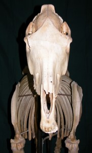 Notice how the ribs are more upright narrow towards the head. The shoulder blades rest on the foremost ribs. 