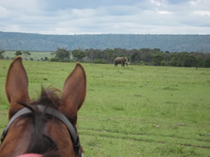 Viewing a bull elephant from horseback.