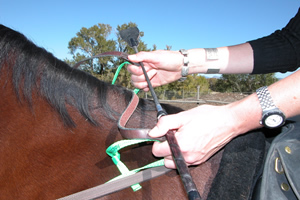 Photo 3. The crop makes it more obvious when the hands are unlevel because it extends outwards magnifying the small change in the rider's position. This will also change the contact with the strap by creating slack. Many riders will pull back with the opposite hand in order to try and make up for the loss of contact, which the stick will further highlight when it happens.