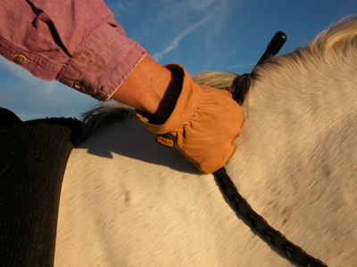 Photo 3. The wrists are rounded out breaking the line from the hand to the forearm. Her hands are punching into the horse's neck rather than an imaginary wall in front of her. The rider will tend to round the head, neck and shoulders.