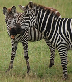 A zebra foal and his dam.