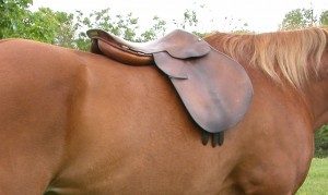 Place the saddle on the horse’s back without a girth. If this is a new saddle make sure you have someone walking along side to catch the saddle if it starts to fall off.