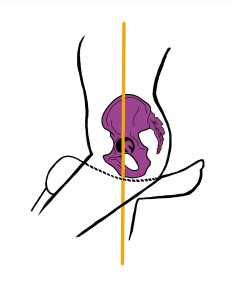 Fig. 2. The pelvis is tipped forward/down at the top with the lower back hollowed. The rider sits on the narrow part of the seat bones and pubis. The widest part is pointing toward the horse’s hindquarters.