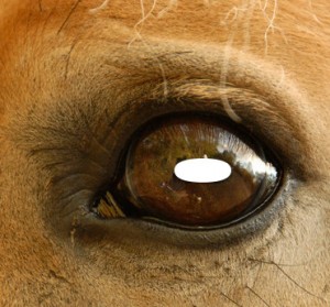 Photo 1. The horse’s pupil is horizontal.