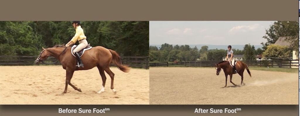 Moon Pie before (left) and after (right) one 40-minute SURE FOOT session. She consistently twisted her head at the trot the session. The next day there was no signs of twisting.