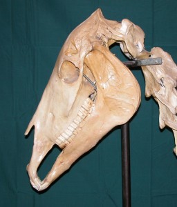 Photo 1. The horse’s skull and jaw. 