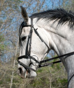 Photo 2. The horse’s jaw is pulled up and back. Notice the effect on the tongue and tension in the throat. 