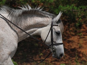 Photo 3. The horse is seeking the contact and taking the bit to the ground. Observe the space between the jaw and the throat and how the nose is going forward down. 