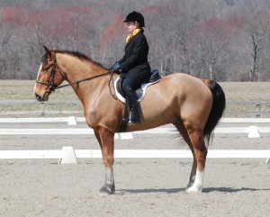 Photo 4. On contact with shorter rein in a training level frame the horse’s jaw angle is still open and the nose is in front of the vertical. 