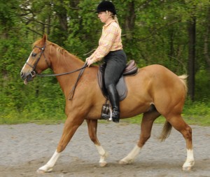 Photo 1. My heels are jammed down and I have leaned forward to ask my horse to go back. This put my weight on the horse’s forehand causing him to raise his neck and hollow his back.