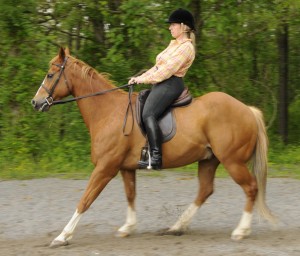 Photo 2. I have leaned back and pulled my horse to back up. The horse has braced his back, stiffened his hips and become worried.